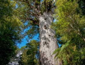 kauri tree
